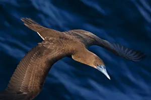 Sula Prints: Brown booby (Sula leucogaster) flying over San Pedro Martir Island Protected Area