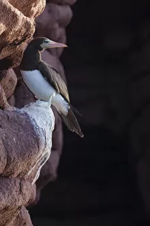August 2021 Highlights Gallery: Brown booby (Sula leucogaster), Los Islotes, Espiritu Santo Archipelago National Park