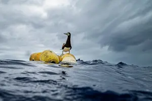 French Polynesia Prints: Brown booby (Sula leucogaster) perched on a FAD (Fish Aggregation Device) on the ocean surface
