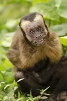 Images Dated 17th July 2014: Brown capuchin monkey (Sapajus macrocephalus). displaying submissive behavior. Captive, Peru