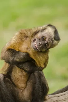 Images Dated 17th July 2014: Brown capuchin monkey (Sapajus macrocephalus). displaying submissive behavior. Captive, Peru