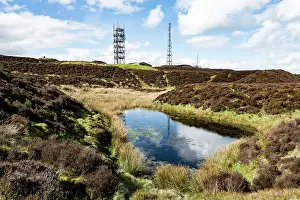 Ericales Prints: Brown Clee Hill, summit with transmitter masts and a created pond surrounded by Heather (Calluna vulgaris)