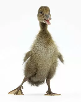 Brown Duckling cheeping, against white background