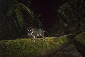 Brown four eyed opossum (Metachirus nudicauda) at night in cloud forest, Choco region