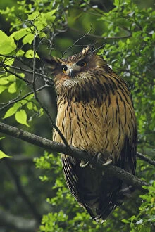 Images Dated 30th April 2015: Brown fish owl (Bubo or Ketupa flavipes) sitting on a branch, Tangjiahe National Nature Reserve