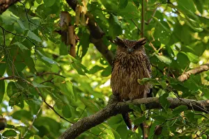 Strigiformes Prints: Brown fish owl (Ketupa zeylonensis) perched in a tree