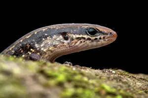 Squamata Prints: Brown forest skink (Scincella cherriei) peeking over a branch on the rainforest floor at night