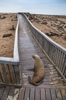 Arctocephalus Prints: Brown fur seal (Arctocephalus pusillus) hauled out on board walk in Cape Cross seal colony