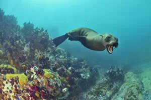 Images Dated 16th April 2021: Brown fur seal / Cape fur seal (Arctocephalus pusillus), Western Cape, South Africa