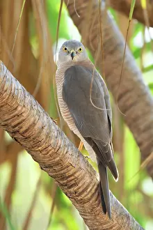 Goshawk Prints: Brown goshawk (Accipiter fasciatus didimus) northern sub-species male
