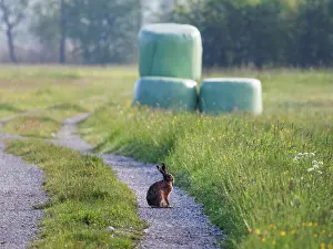 Leporidae Prints: Brown hare (Lepus capensis) sitting on farm track, Upper Bavaria, Germany. May