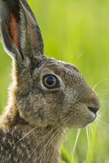 Images Dated 10th August 2013: Brown hare (Lepus europaeus) adult in arable field, Scotland, August