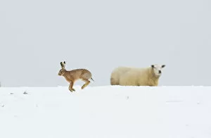 Livestock Collection: Brown hare (Lepus europaeus) adult bounding across a snow covered field in front of a nearby sheep