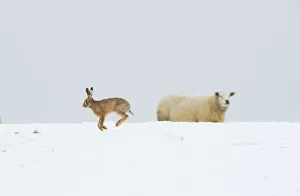Brown hare (Lepus europaeus) adult bounding across a snow covered field in front of a nearby sheep