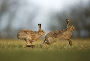 Energetic Prints: Brown hare (Lepus europaeus) adult male pursuing female, Derbyshire, UK, February