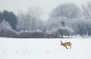 British Wildlife Gallery: Brown hare (Lepus europaeus) adult running in wintery landscape. Derbyshire, UK, January
