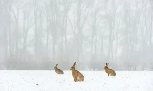 Waiting Prints: Brown hare (Lepus europaeus) three adults in snow covered field during a snow fall
