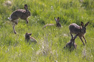 Brown Hare (Lepus europaeus), Bayern, Germany. April