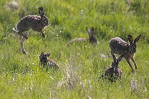 Images Dated 29th April 2015: Brown Hare (Lepus europaeus), Bayern, Germany. April