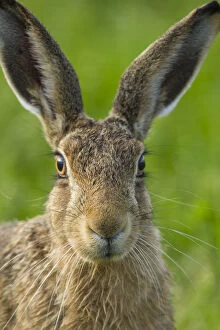 Animal Ears Gallery: Brown hare (Lepus europaeus) close-up portrait of adult, Scotland, UK. August