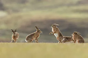 Reproduction Prints: Brown hare, (Lepus europaeus), group of animals in field, Islay, Scotland, UK. March