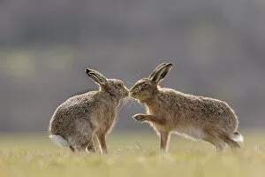 Easter Gallery: Brown hare, (Lepus europaeus), male and female displaying courting behaviour, Islay, Scotland, UK