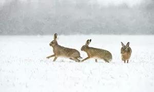Brown hare (Lepus europaeus) two males chasing female in snow covered field during a blizzard