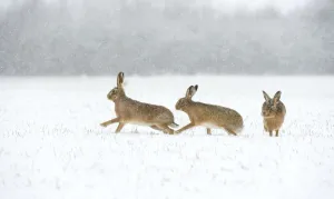 Follow Prints: Brown hare (Lepus europaeus) two males chasing female in snow covered field during a blizzard