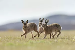 Easter Gallery: Brown hare, (Lepus europaeus), males in pursuit of female that is in season, Islay, Scotland, UK
