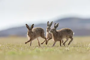 Inner Hebrides Prints: Brown hare, (Lepus europaeus), males in pursuit of female that is in season