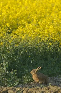 Lagomorphs Prints: Brown hare (Lepus europaeus) by oilseed rape crop at RSPBs Hope Farm in Cambridgeshire