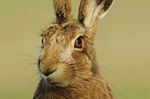 Brown Hare (Lepus europaeus) portrait gazing alertly. Perthshire, Scotland, June