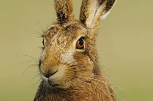 Lagomorphs Prints: Brown Hare (Lepus europaeus) portrait gazing alertly. Perthshire, Scotland, June