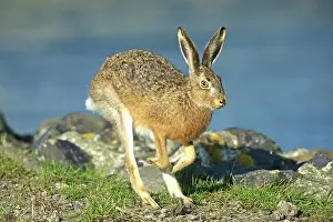 Eulagos Europaeus Prints: Brown hare (Lepus europaeus) running along the coast, Germany. October
