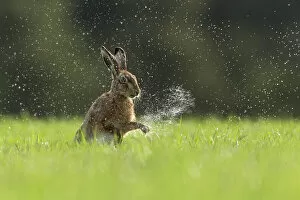 2019 August Highlights Gallery: Brown Hare (Lepus europaeus) shaking water from front paws , Scotland, UK.May