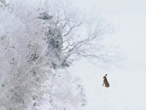 Eulagos Europaeus Prints: Brown hare (Lepus europaeus) sitting alert in snow, Hertfordshire, England, UK. December