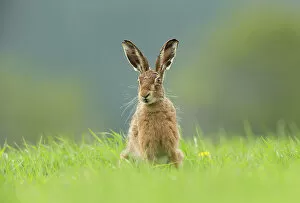 Easter Gallery: Brown Hare (Lepus europaeus) sitting in field of fresh green grass, Scotland, UK.May