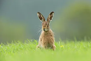 Eulagos Europaeus Prints: Brown Hare (Lepus europaeus) sitting in field of fresh green grass, Scotland, UK. May