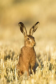 Brown hare (Lepus europaeus) in wheat stubble, Norfolk, UK, August