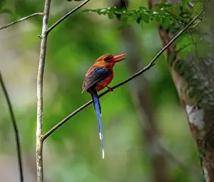 Papua New Guinea Prints: Brown-headed paradise kingfisher (Tanysiptera danae) perched on branch