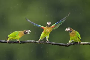 Three Brown-hooded Parrots (Pyrilia haematotis) one taking off from branch, in the