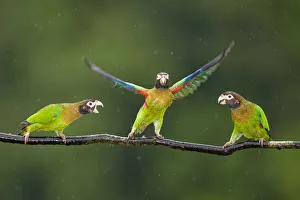 Three Brown-hooded Parrots (Pyrilia haematotis) one taking off from branch, in