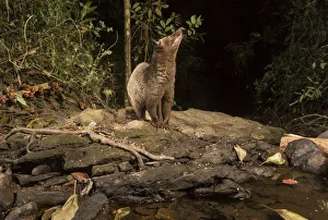 Brown / Jerdonas palm civet (Paradoxurus jerdoni) Western Ghats, Karnataka, India