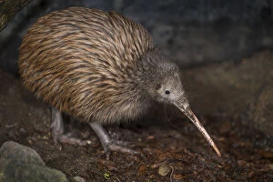 July 2021 Highlights Gallery: Brown kiwi (Apteryx mantelli) in nocturnal kiwi house with reversed daylight cycle