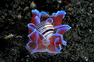 Mollusca Prints: Brown-lined paperbubble (Hydatina physis) sea snail