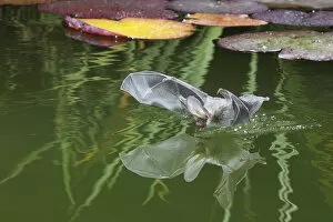 Brown Long-eared bat (Plecotus auritus) drinking from a lily pond, Surrey, UK