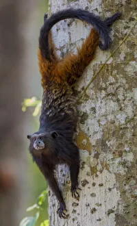 Brown-mantled tamarin / Saddleback tamarin (Saguinus fuscicollis Brown-mantled tamarin / Saddleback tamarin (Saguinus fuscicollis