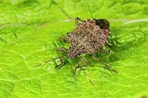 Pentatomoidea Prints: Brown marmorated shieldbug (Halyomorpha halys) resting on a leaf, Cavtat, Croatia. April