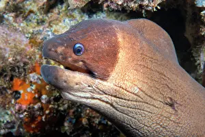 Gymnothorax Favagineus Prints: Brown moray (Gymnothorax unicolor) head portrait, Tenerife, Canary Islands, Atlantic Ocean