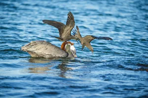 Sterninae Prints: Brown noddy (Anous stolidus) two mobbing Brown pelican (Pelecanus occidentalis